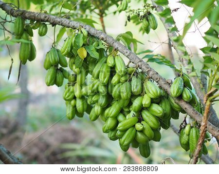 Green Fruit Bilimbi Bilimbing Cucumber Tree Sour