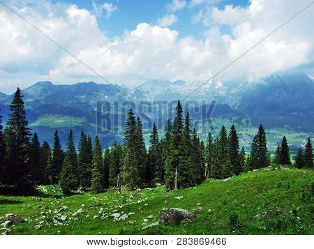 Trees And Evergreen Forests On The Slopes Between The Alvier Mountain And Seeztal Valley - Canton Of