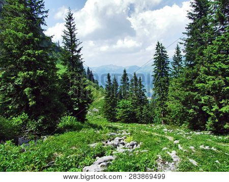 Trees And Evergreen Forests On The Slopes Between The Alvier Mountain And Seeztal Valley - Canton Of