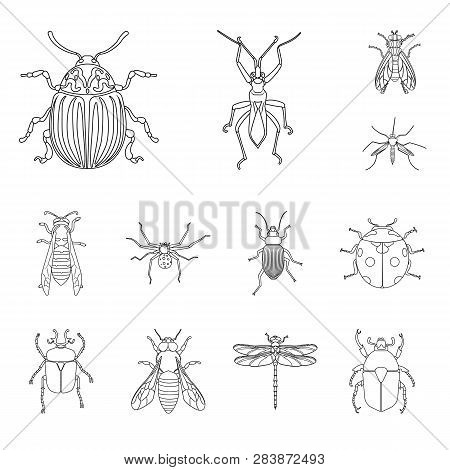 Vector Design Of Insect And Fly Logo. Collection Of Insect And Element Stock Vector Illustration.