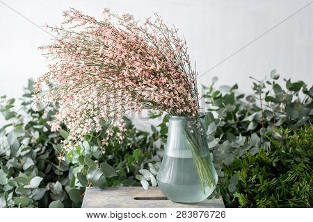 Bouquet In A Glass Vase Of Light Pink Genista Cytisus Flowers. Pastel Color. Spring Flowering Plant 