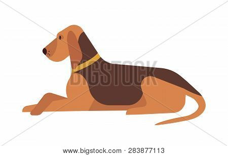 Cute Funny Lovely Dog Lying And Resting On Floor Isolated On White Background. Adorable Calm Purebre