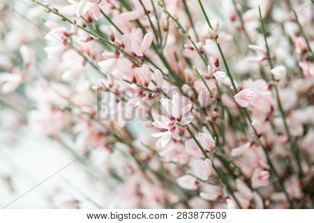 Close Up Bouquet In A Glass Vase Of Light Pink Genista Cytisus Flowers. Pastel Color. Spring Floweri