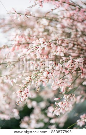 Close Up Bouquet In A Glass Vase Of Light Pink Genista Cytisus Flowers. Pastel Color. Spring Floweri