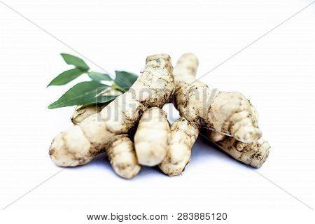 Close Up Of Popular Indian & Asian Raw Organic Herb Or Ayurvedic Herb Isolated On White I.e. Amba Ha