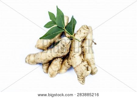 Close Up Of Popular Indian & Asian Raw Organic Herb Or Ayurvedic Herb Isolated On White I.e. Amba Ha