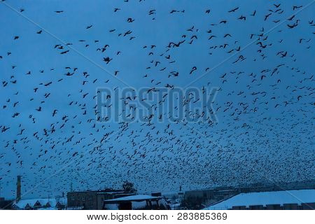 Lot Of Birds Black Silhouettes Flying In Dark Blue Sky Over Night City, Blue Hour Time. Flock Of Cro