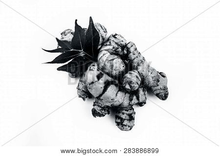 Close Up Of Popular Indian & Asian Raw Organic Herb Or Ayurvedic Herb Isolated On White I.e. Amba Ha