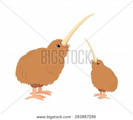 Vector Cartoon Animal Clipart Wingless Kiwi Bird