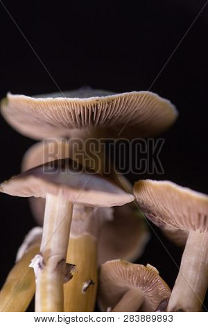 Psilocybe cubensis - fresh magic mushrooms in soil with a black background