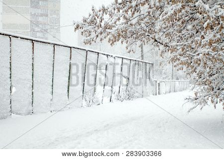 Winter beauty. Park with Trees covered with Snow. Solitude concept. Snowfall seasonal beauty