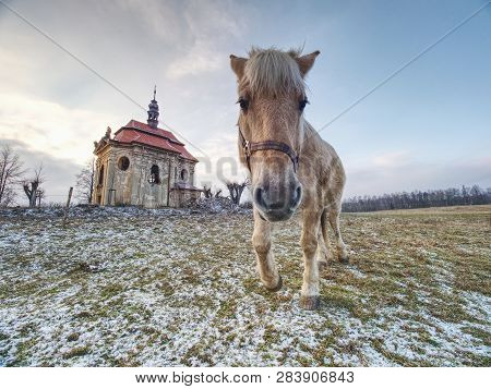 Old Horses Feeding In The Mountain Valley. In The Background  Chapel At Peak Of Hill