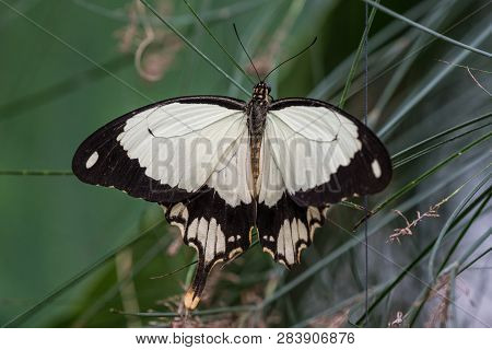 African White Swallowtail Butterfly, Papilio Dardanus Sitting On A Leaf