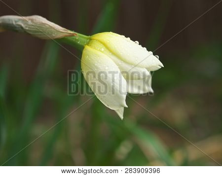 White And Yellow Narcissus Daffodil Flower Outdoors In Spring. Close-up