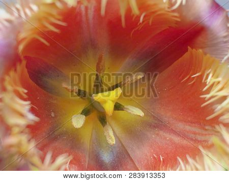 Terry Fringed Pink Tulip. Pink Tulip Fringed With White Ragged Edges,terry Colored Tulip On A Black 