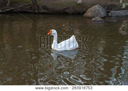 White Goose Swims On The Muddy River