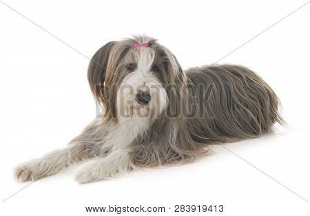 Bearded Collie In Front Of White Background