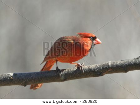 Cardenal