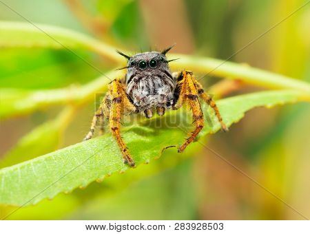 Closeup of an adorably cute male Phidippus mystaceus jumping spider, with his alien-like eyes and hairs sticking up and out of his head