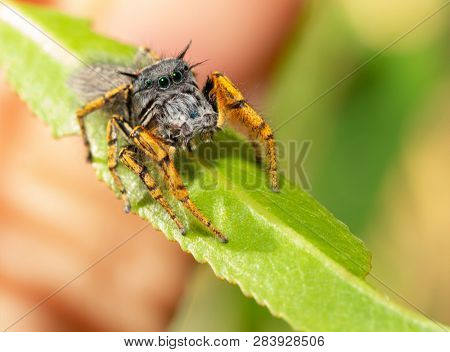 Cute little Phidippus mystaceus jumping spider sitting on a Willow leaf, looking up