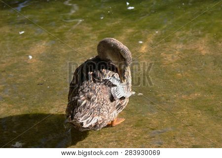 Ducks And Geese At The Agios Nikolaos Park Naousa Greece