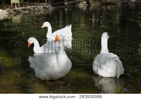 Ducks And Geese At The Agios Nikolaos Park Naousa Greece
