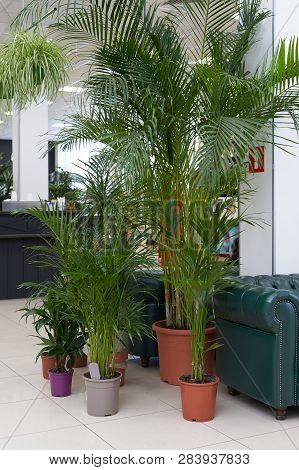 Big And Beautiful Palm Tree Chamaedorea And Areca Grows In A Brown Pot Indoors