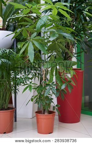Home Plant Pachira In A Brown Pot Stands On The Tiled Floor In The Room
