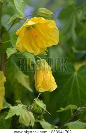 Chinese Lantern Yellow Flowers - Latin Name - Abutilon Hybrids