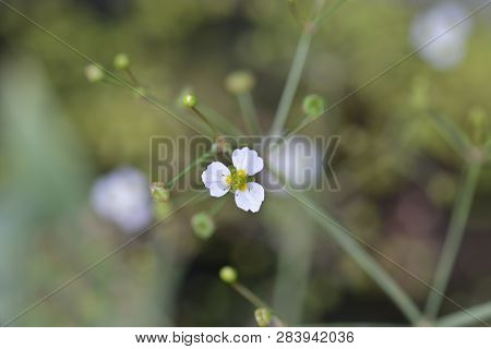 Common Water Plantain - Latin Name - Alisma Plantago-aquatica