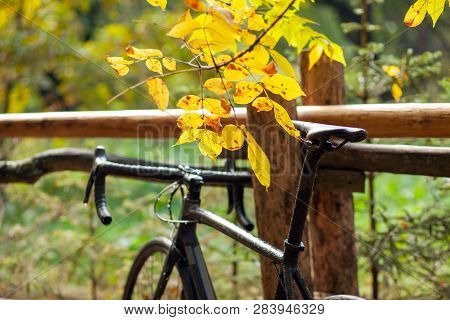 Branch Of A Tree With Yellow Leaves And Black Road Bike Parked Near The Old Wooden Fence In The Autu