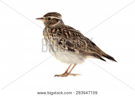 Wood Lark