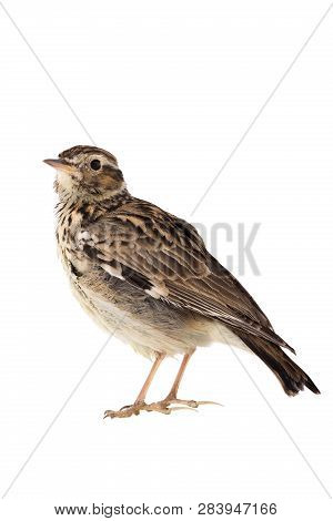 Wood Lark