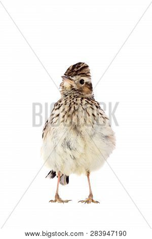 Wood Lark