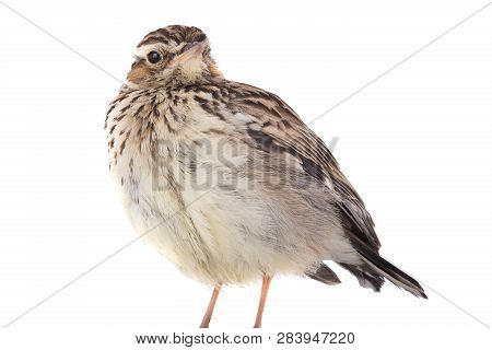 Wood Lark