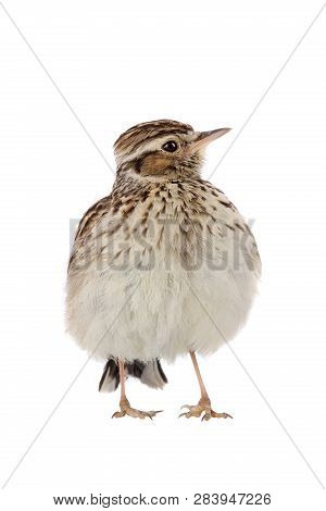 Wood Lark