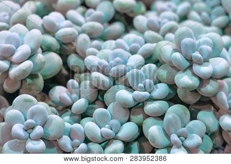 Pachyphytum Oviferum Sugaralmond Plant Or Moonstone Chubby Bluish Green Succulent In Greenhouse