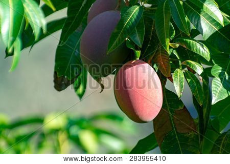 Tropical Mango Tree With Big Ripe Mango Fruits Growing In Orchard On Gran Canaria Island, Spain. Cul