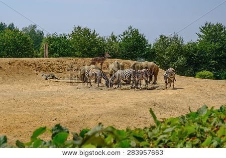 Colchester, Esssex, England, Uk - July 27, 2018:  Group Of Rhinocerous And Zebra Grazing Together In