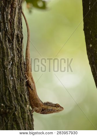 Beautiful Blue Crested Lizard (calotes Mystaceus) In Thai Forest