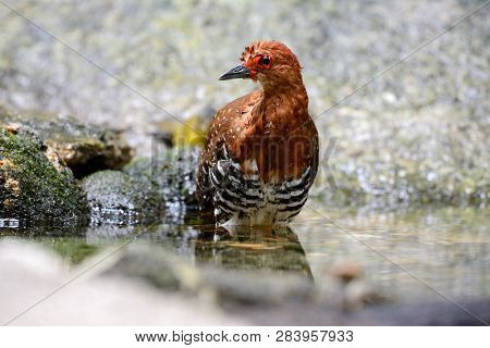 Beautiful Red-legged Crake, Malaysian Banded Crake (rallina Fasciata) In Water.