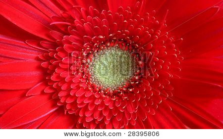 Fiore rosso Macro
