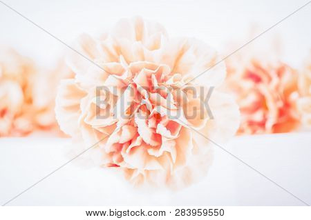 Soft Focus Of Close Up Orange Or Peach Color Pastel Carnation Flowers. Light Background