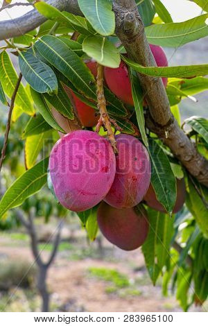 Tropical Mango Tree With Big Ripe Mango Fruits Growing In Orchard On Gran Canaria Island, Spain. Cul