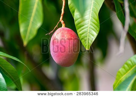 Tropical Mango Tree With Big Ripe Mango Fruits Growing In Orchard On Gran Canaria Island, Spain. Cul