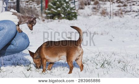 Unrecognizable Person With Small Tiny Daschund Dog Puppy And Miniature Pinscher While Snow Is Snowin