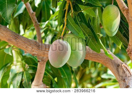 Tropical Mango Tree With Big Ripe Mango Fruits Growing In Orchard On Gran Canaria Island, Spain. Cul