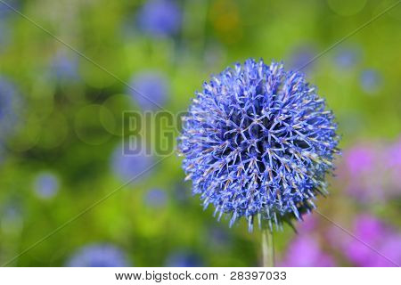Floração globo cardo no jardim de Verão. Foco seletivo.