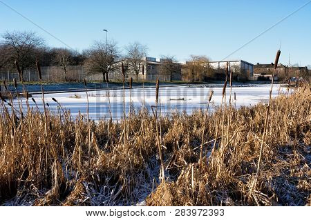 Frozen Pond With Water Reeds In The Foreground On A Bright Sunny Day