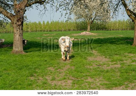 Belgian Blue Cow, Very Big Special Beef Cattle With Double-muscling Lean On Farm In Springtime